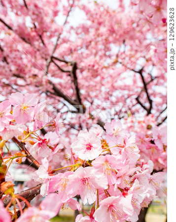 春の訪れ　美しく満開に咲き誇る河津桜 129623628