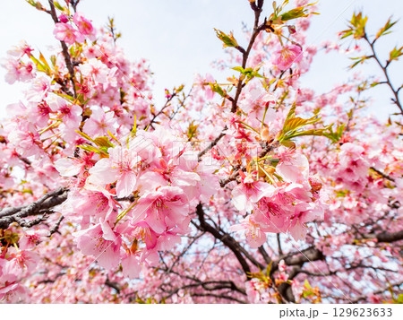 春の訪れ　美しく満開に咲き誇る河津桜 129623633