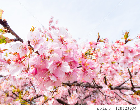 春の訪れ 美しく満開に咲き誇る河津桜 春の訪れ 美しく満開に咲き誇る河津桜 129623634