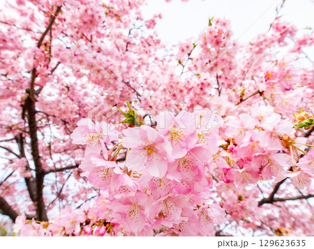 春の訪れ　美しく満開に咲き誇る河津桜 129623635