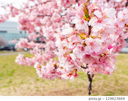 春の訪れ 美しく満開に咲き誇る河津桜 春の訪れ 美しく満開に咲き誇る河津桜 129623669