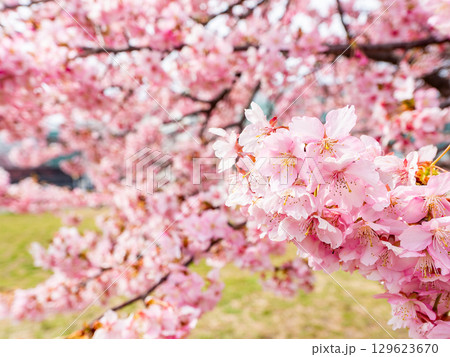 春の訪れ　美しく満開に咲き誇る河津桜 129623670