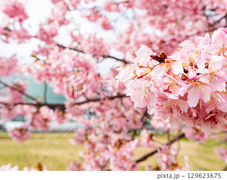春の訪れ　美しく満開に咲き誇る河津桜 129623675