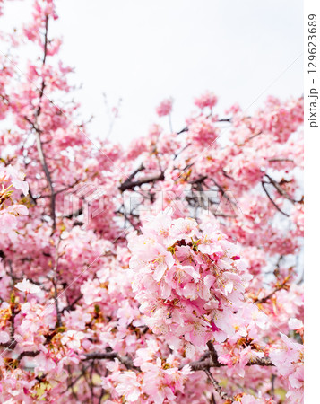 春の訪れ 美しく満開に咲き誇る河津桜 春の訪れ 美しく満開に咲き誇る河津桜 129623689