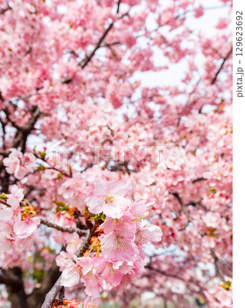 春の訪れ　美しく満開に咲き誇る河津桜 129623692