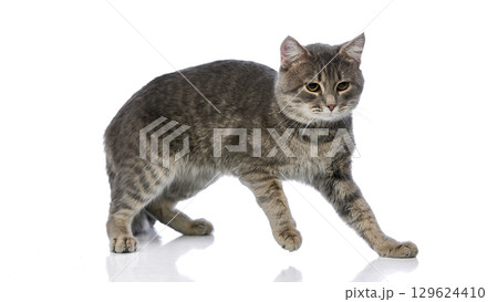 Gray tabby cat standing with alert gaze on white background Gray tabby cat standing with alert gaze on white background 129624410