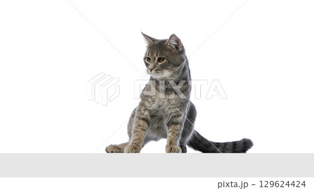 Gray tabby cat sitting sideways with attentive look on white background Gray tabby cat sitting sideways with attentive look on white background 129624424