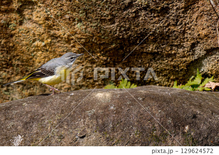地面を歩くキセキレイ・コピースペース 129624572