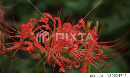 早咲きの小彼岸花 129624745