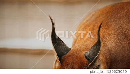 Rear view of caracal's ear, focusing on elegant shape 129625020