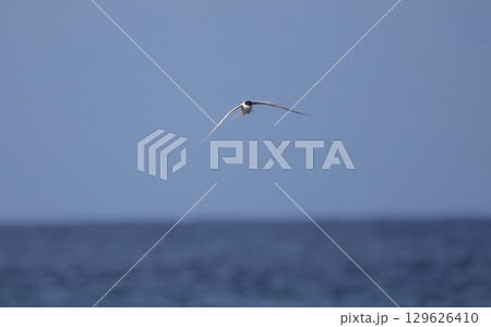 海上を高く飛ぶベニアジサシ 海上を高く飛ぶベニアジサシ 129626410