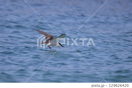 着水するマミジロアジサシ 129626420