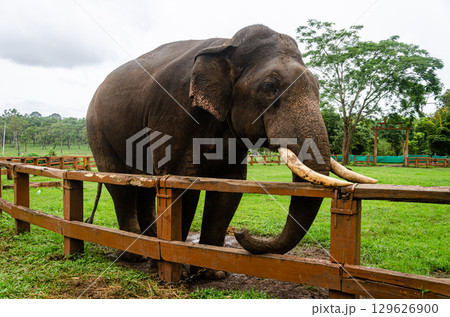 A Tusker at the Dubare Elephant Camp in Kushalnagar, Madikeri, Karnataka, India A Tusker at the Dubare Elephant Camp in Kushalnagar, Madikeri, Karnataka, India 129626900