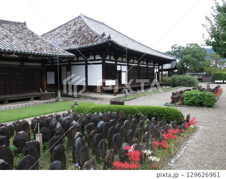 彼岸花が咲く奈良市の元興寺（古瓦が残る極楽堂・禅室・浮図田） 129626961