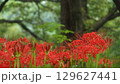 彼岸花 129627441