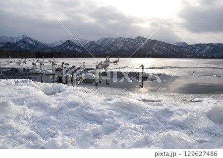 屈斜路湖の白鳥 129627486