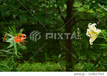 オニユリとヤマユリコラボ 129627501