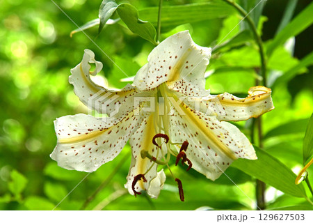 林間に咲くヤマユリの花 林間に咲くヤマユリの花 129627503