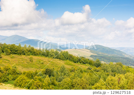 mountain landscape with forest on the hill. grassy countryside pasture of ukraine. warm early autumn weather with cloudy sky. amazing place 129627518