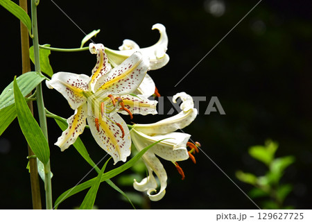 林間に咲くヤマユリの花 129627725