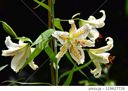 林間に咲くヤマユリの花 129627726