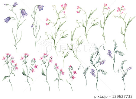 Watercolor set of little pink Flowers and purple wildflowers on a white background. Botanical illustration freehand drawing. Hand drawn illustration carnation with pencil strokes. Meadow flowers. 129627732