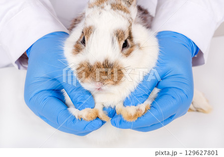 Veterinarian or researcher in blue latex gloves gently cradles small brown and white rabbit during medical examination white table in clinic 129627801