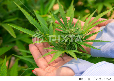 Female hands holding cannabis plant with buds 129627802