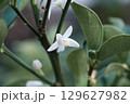 キンカンの花 129627982