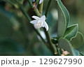 キンカンの花 129627990