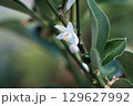 キンカンの花 129627992
