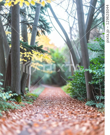 Autumnal Forest Path with Fallen Leaves Through Woodland Landscape and Sunlight 129628044