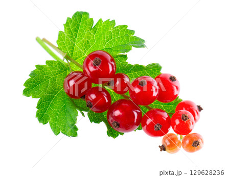 Red currant isolated on white background. Redcurrant or Ribes rubrum ripe berries with green leaves. Red currant isolated on white background. Redcurrant or Ribes rubrum ripe berries with green leaves. 129628236