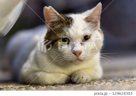 野良猫 129628303