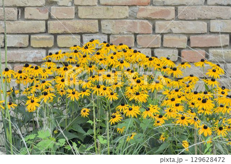 Rudbeckia hirta, commonly called black-eyed Susan and yellow coneflower, is a North American flowering plant in the family Asteraceae. It grows to 1 metre tall with daisy-like yellow flower heads Rudbeckia hirta, commonly called black-eyed Susan and yellow coneflower, is a North American flowering plant in the family Asteraceae. It grows to 1 metre tall with daisy-like yellow flower heads 129628472