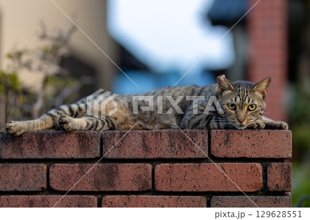 野良猫 野良猫 129628551