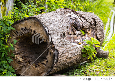 埼玉県皆野町 ムクゲ自然公園 樹洞 埼玉県皆野町 ムクゲ自然公園 樹洞 129629017