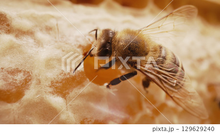 Insect Working On Honeycomb In Apiary. Life Of Carniolan Honey Bee In Hive.Macro Insect Working On Honeycomb In Apiary. Life Of Carniolan Honey Bee In Hive.Macro 129629240