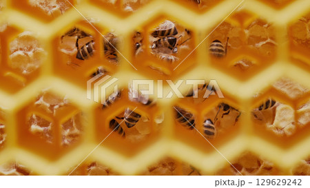 Close-Up View Through Honeycomb Cells to Bees Working in the Hive Core Close-Up View Through Honeycomb Cells to Bees Working in the Hive Core 129629242