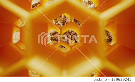 Extreme Macro Shot Inside Beehive with Bees Working in Honeycomb Cells Extreme Macro Shot Inside Beehive with Bees Working in Honeycomb Cells 129629243