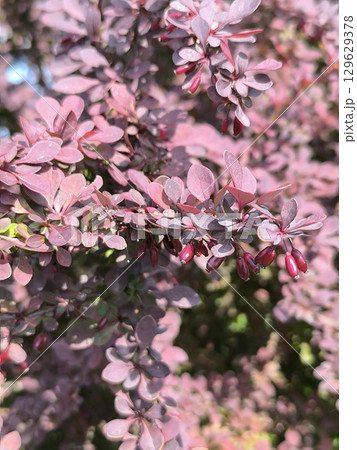 Dark burgundy leaves on a barberry bush on a summer day in the garden 129629378