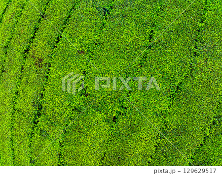 High angle view Rows of growing tea plantation at Long Coc mountains, Phu Tho province,Texture of Green tea leaf in northern Vietnam High angle view Rows of growing tea plantation at Long Coc mountains, Phu Tho province,Texture of Green tea leaf in northern Vietnam 129629517