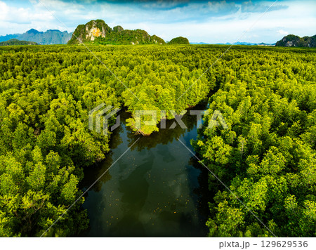 Amazing abundant mangrove forest Aerial view of forest trees Rainforest ecosystem and healthy environment background Texture of green trees forest top down High angle view 129629536