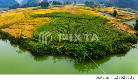Drone shot, aerial view of a Corn field in northern Vietnam,Top view of the corn fields plantation 129629538