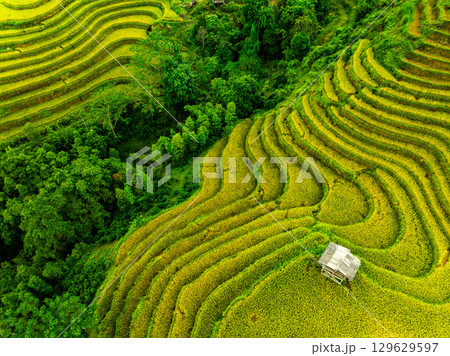 Drone aerial view of rice terrace field in harvest season,Green agricultural fields in countryside at northern Vietnam 129629597