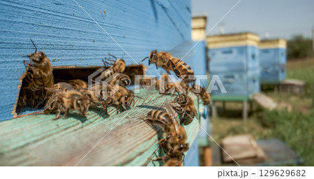 Honey bees fly near a beehive. Bees are best known to humans for their ecological roles as pollinators. Honey bees flying into wooden beehives. 129629682