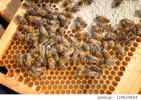 Honey Bees working on honeycomb close-up shot. 129629684