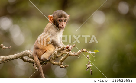 Macaques in nature. Macaques constitute a genus (Macaca) of gregarious monkeys. Macaques in nature. Macaques constitute a genus (Macaca) of gregarious monkeys. 129629688