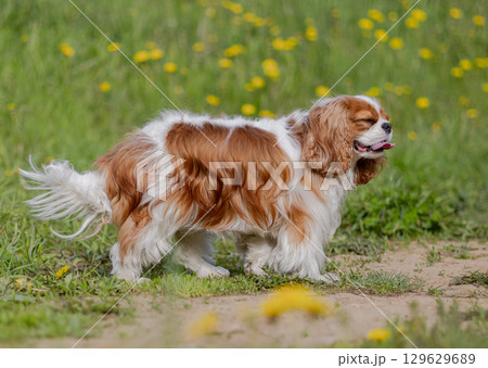 Cavalier King Charles Spaniel dog on a walk in the summer park. 129629689