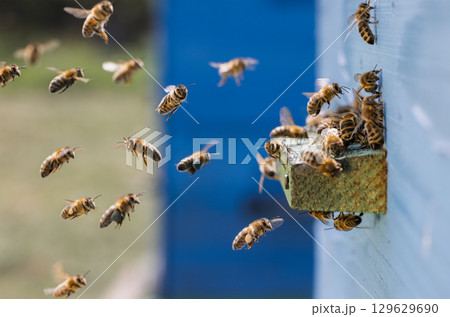 Honey bees fly near a beehive. Bees are best known to humans for their ecological roles as pollinators. Honey bees flying into wooden beehives. 129629690